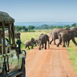 image of elephants on safari in kenya