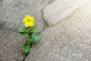 flower peeking through a crack in the sidewalk to represent hope